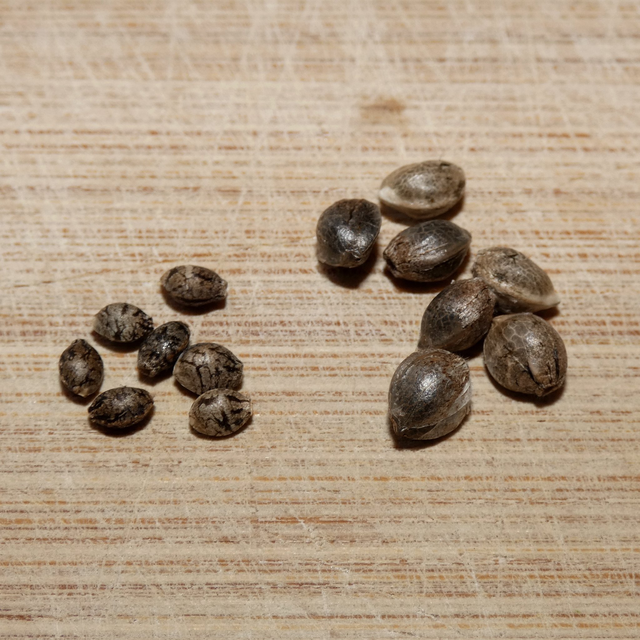 Buy Blue Zushi Seeds Online/ Premium Cannabis Seeds from The Tenco - Image 2