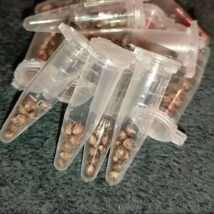 Buy Blue Zushi Seeds Online/ Premium Cannabis Seeds from The Tenco