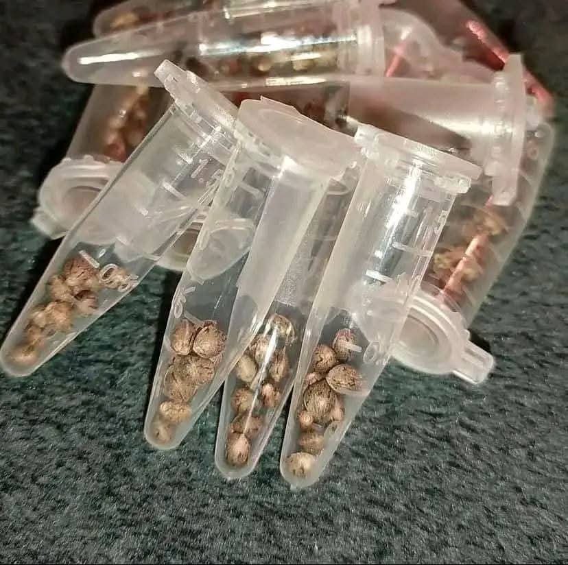 Buy Blue Zushi Seeds Online/ Premium Cannabis Seeds from The Tenco