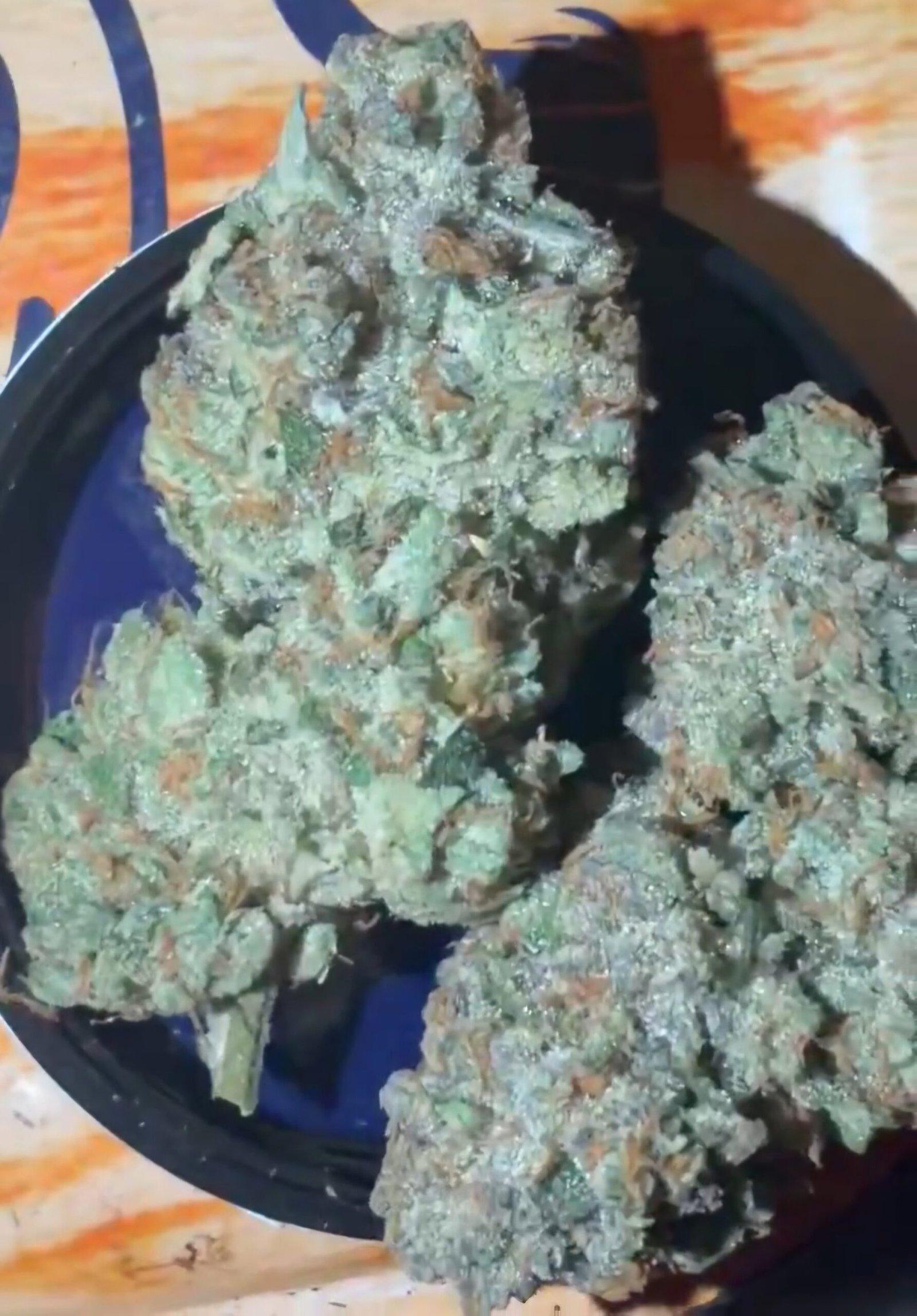 Dense trichome-rich Z-CHEW by THE TENCO cannabis flower buds
